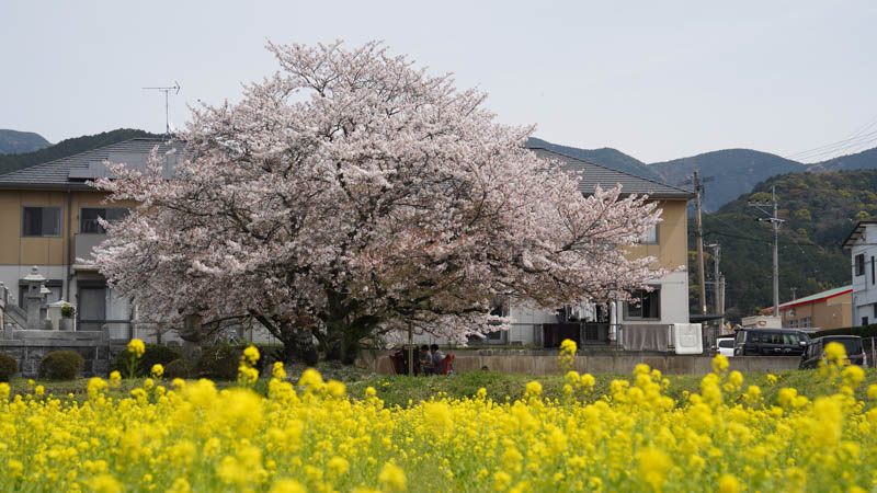 米多比児童館前の公園　桜