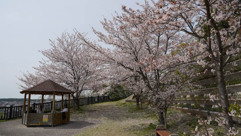 鹿部山公園　桜