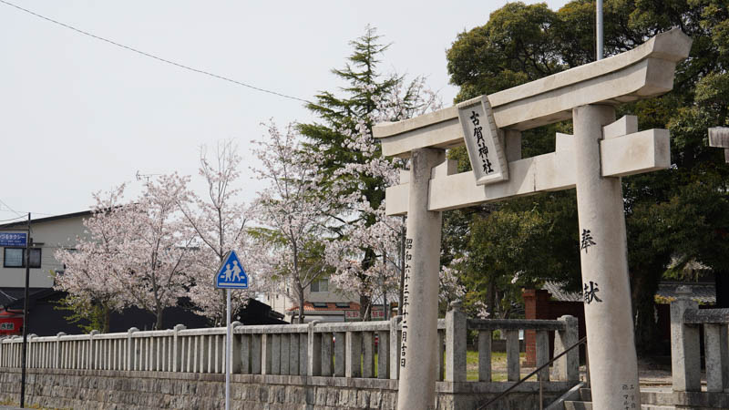 古賀神社　桜