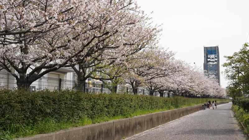 古賀駅付近の桜並木