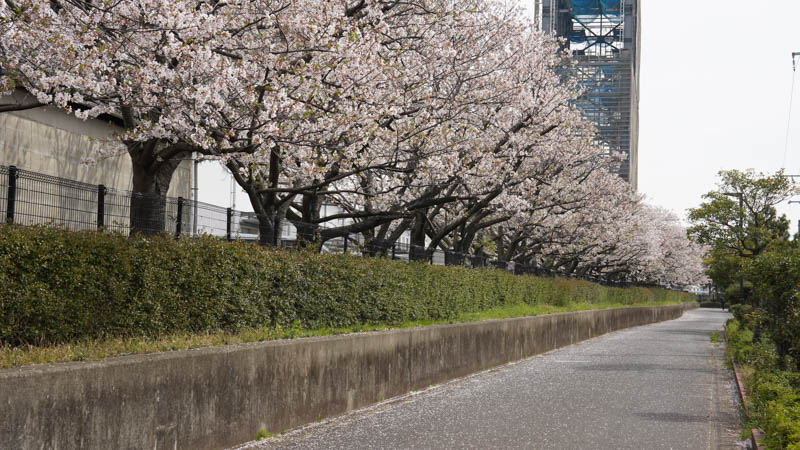 古賀駅付近の桜並木