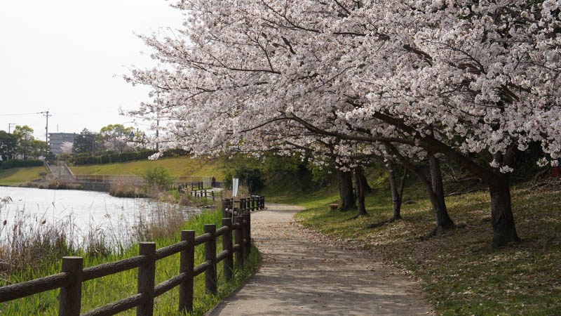 千鳥ヶ池公園　桜