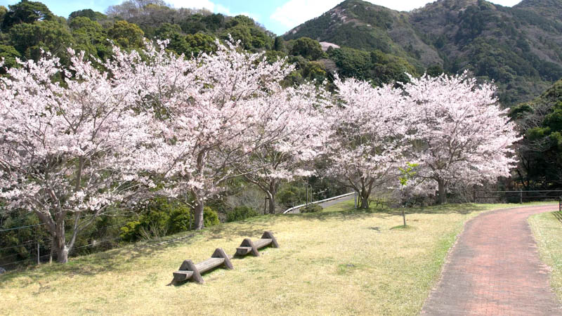 薬王寺水辺公園　桜